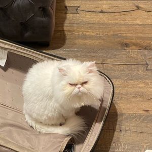 Meet your Posher, Caitlin